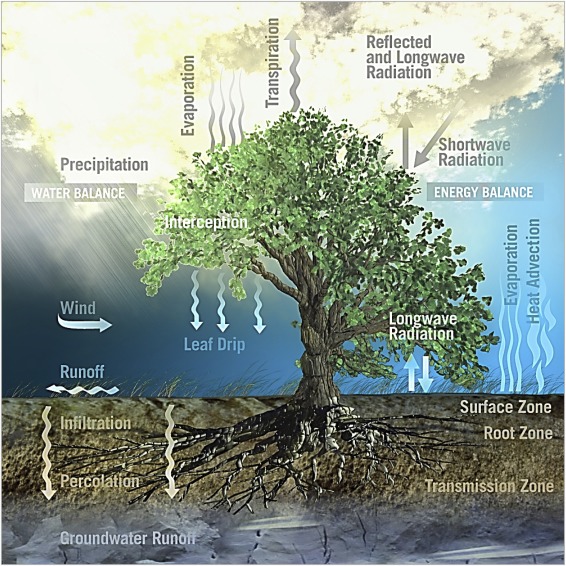 What are Process-Based Models?