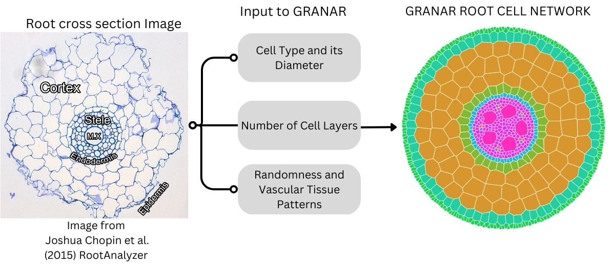 Generator of Root ANAtomy in R [GRANAR]