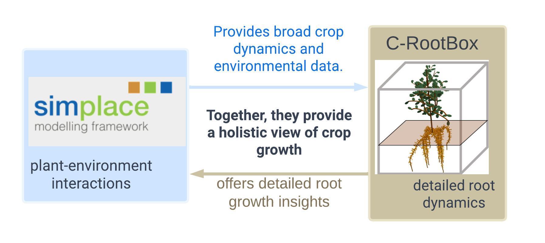 Coupling of C-RootBox with Simplace